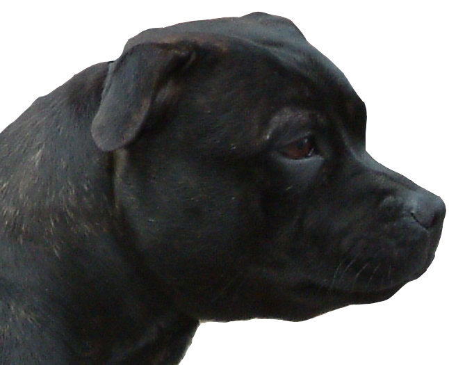Home Page Image